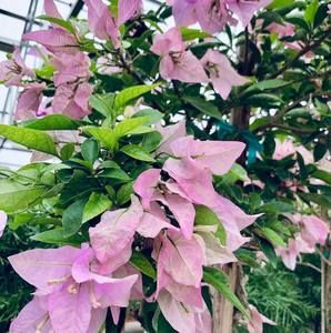 Meet your Posher, Hoa